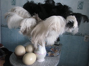 Продам яйцо страуса 8 руб. филе мяса страуса 15 руб.  жир 100мл. 3 р.